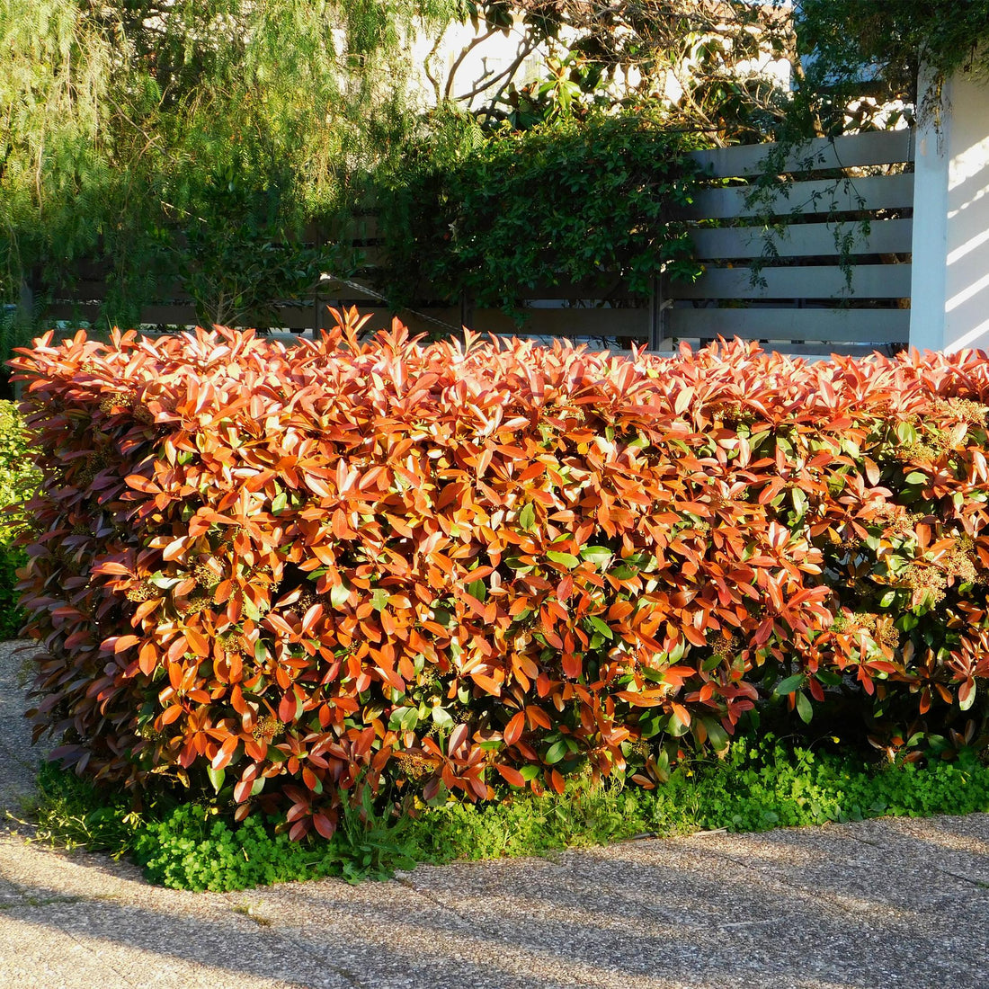 Heckenpflanzen - Photinia fraseri Red Robin - grün rot - 6 Pflanzen - 1 laufender Meter - immergrün - Topf 17cm Höhe 50cm