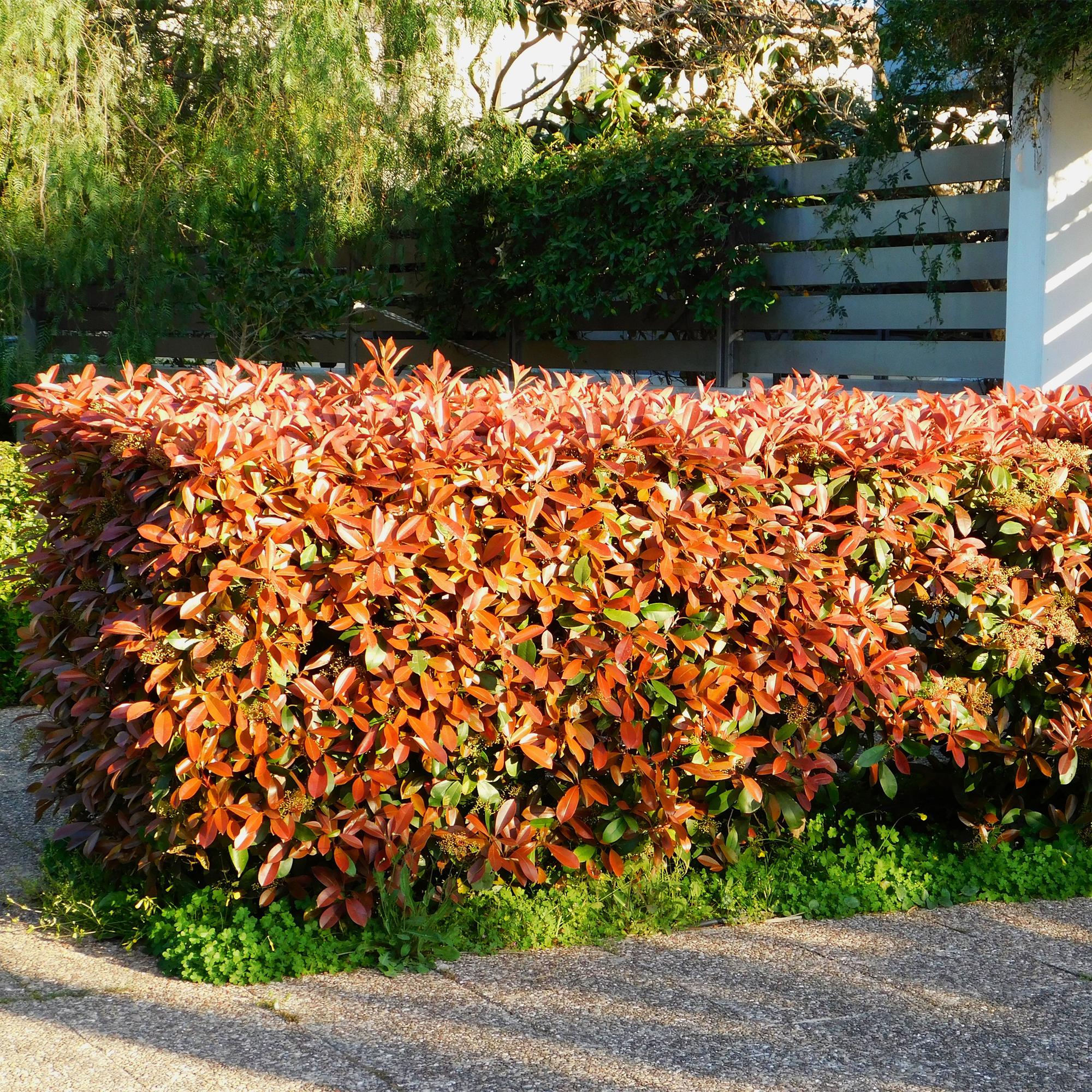 Heckenpflanzen - Photinia fraseri Red Robin - grün rot - 6 Pflanzen - 1 laufender Meter - immergrün - Topf 17cm Höhe 50cm