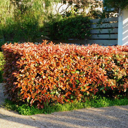 Heckenpflanzen - Photinia fraseri Red Robin - grün rot - 6 Pflanzen - 1 laufender Meter - immergrün - Topf 17cm Höhe 50cm