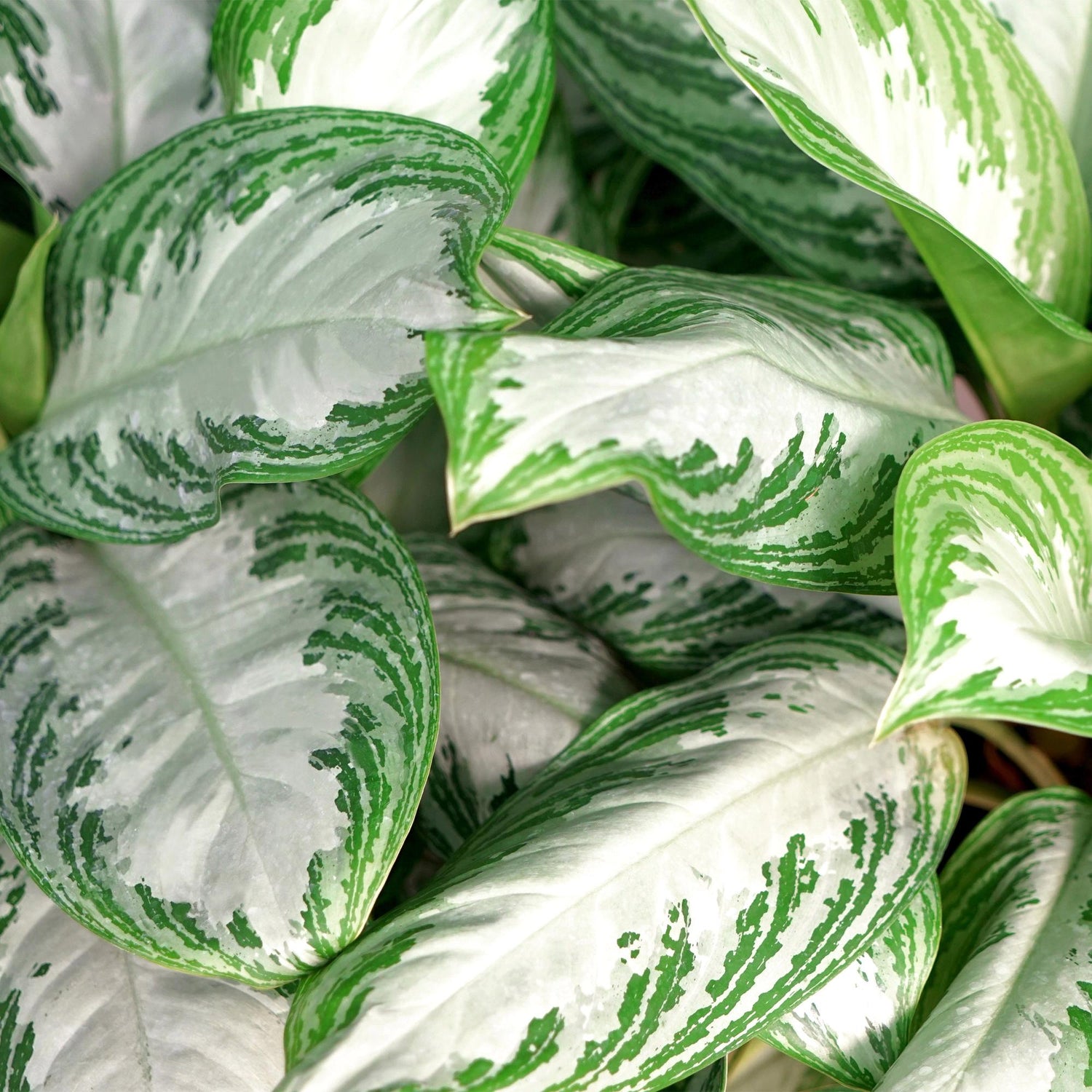 Aglaonema Silver Bay - Silberblatt mit Korb - Höhe 70-75cm
