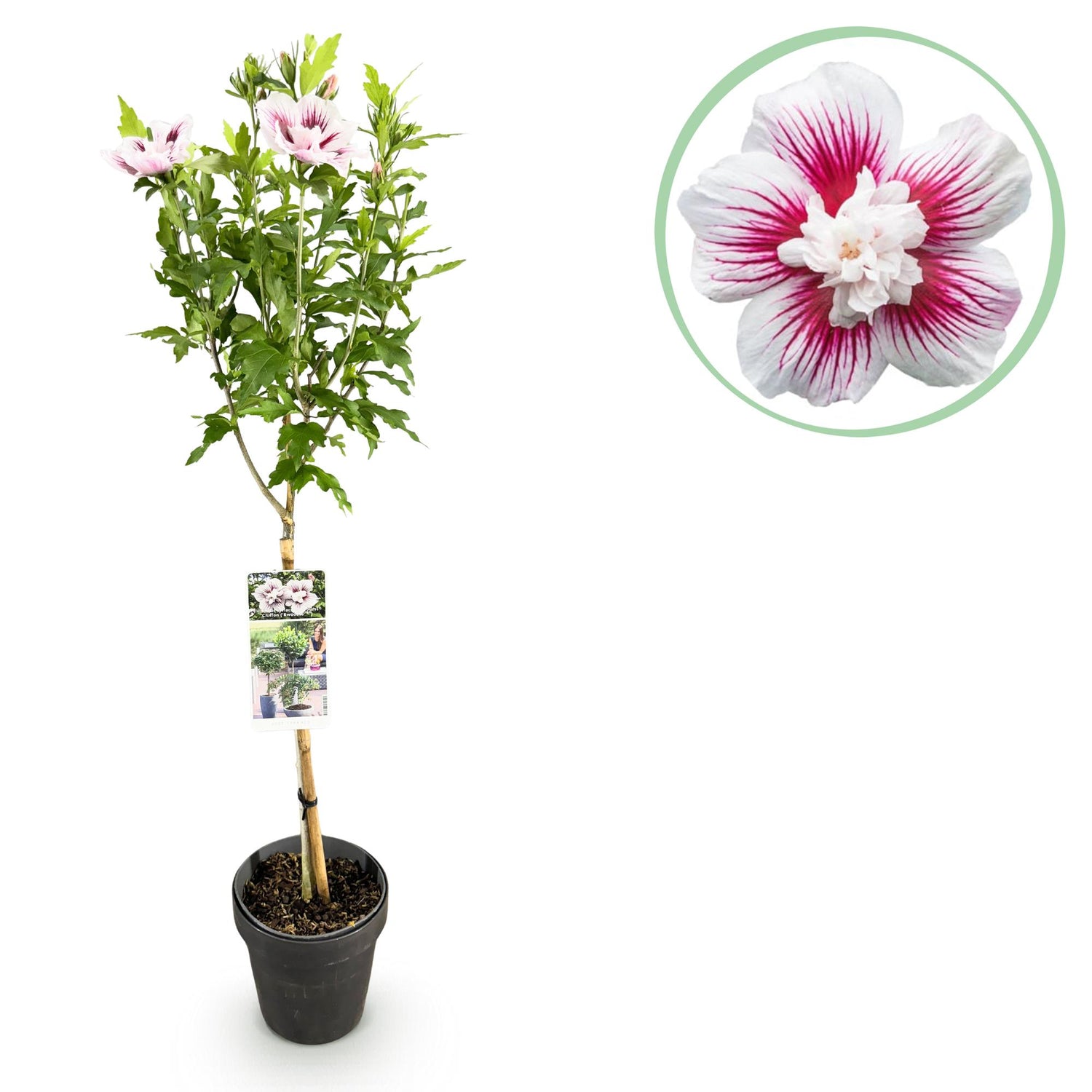 Hibiscus syriacus Starburst Chiffon® - Stamm-Pflanze - Terrassenpflanze - Laubabwerfend - Wenig Pflege - Topf 19cm Höhe 90cm