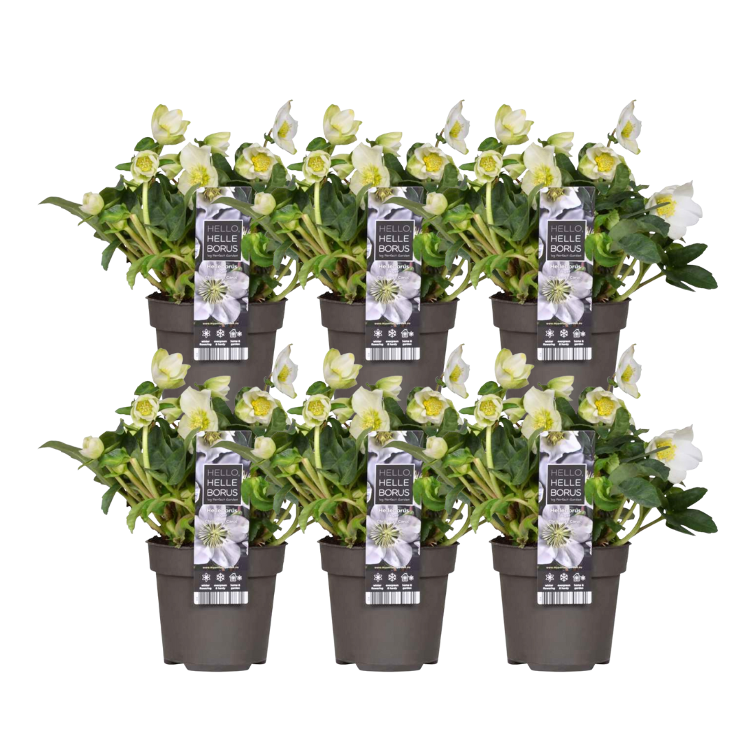 6 x Helleborus niger &