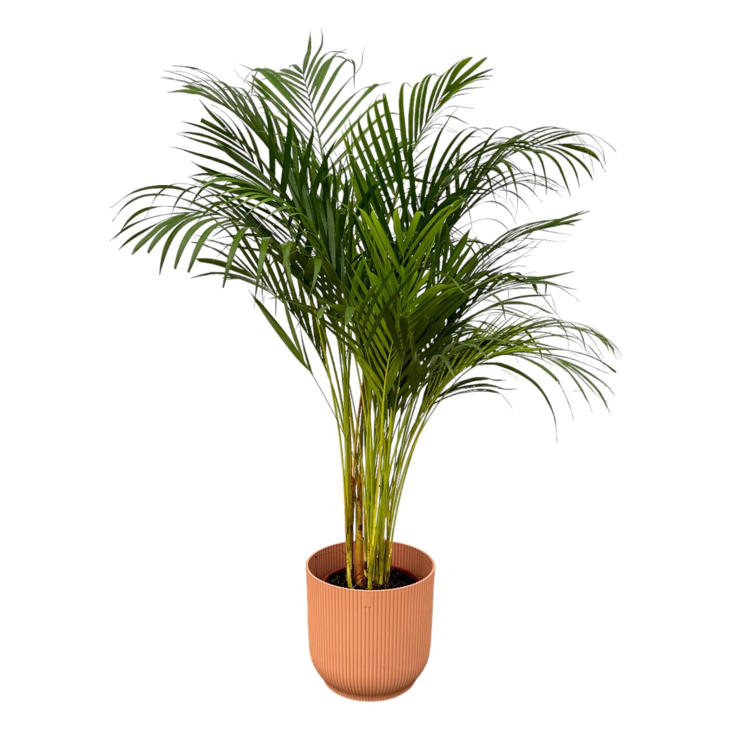 Areca-Palme 85 cm mit Topf – Goldfruchtpalme für gesunde Raumluft