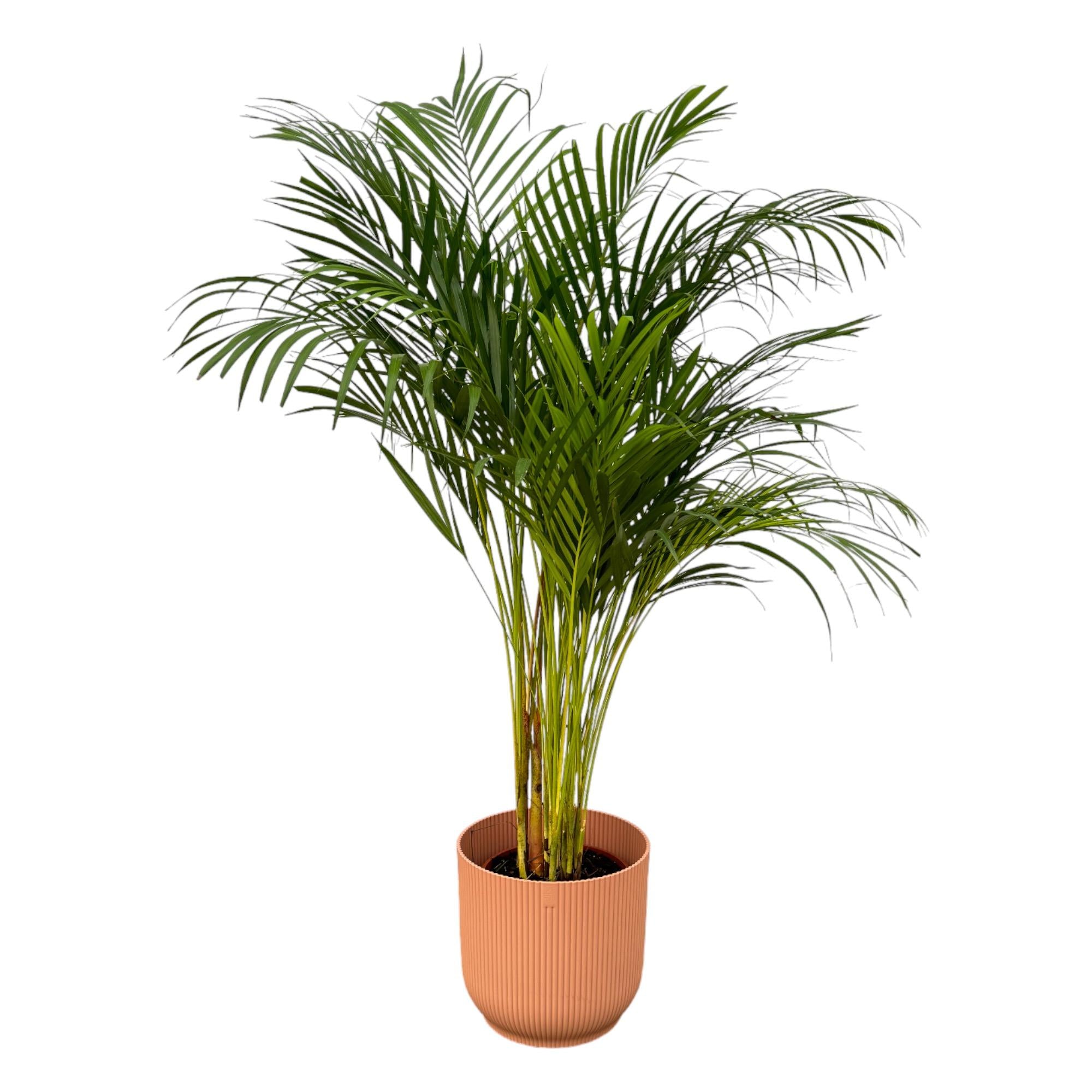 Areca-Palme 85 cm mit Topf – Goldfruchtpalme für gesunde Raumluft