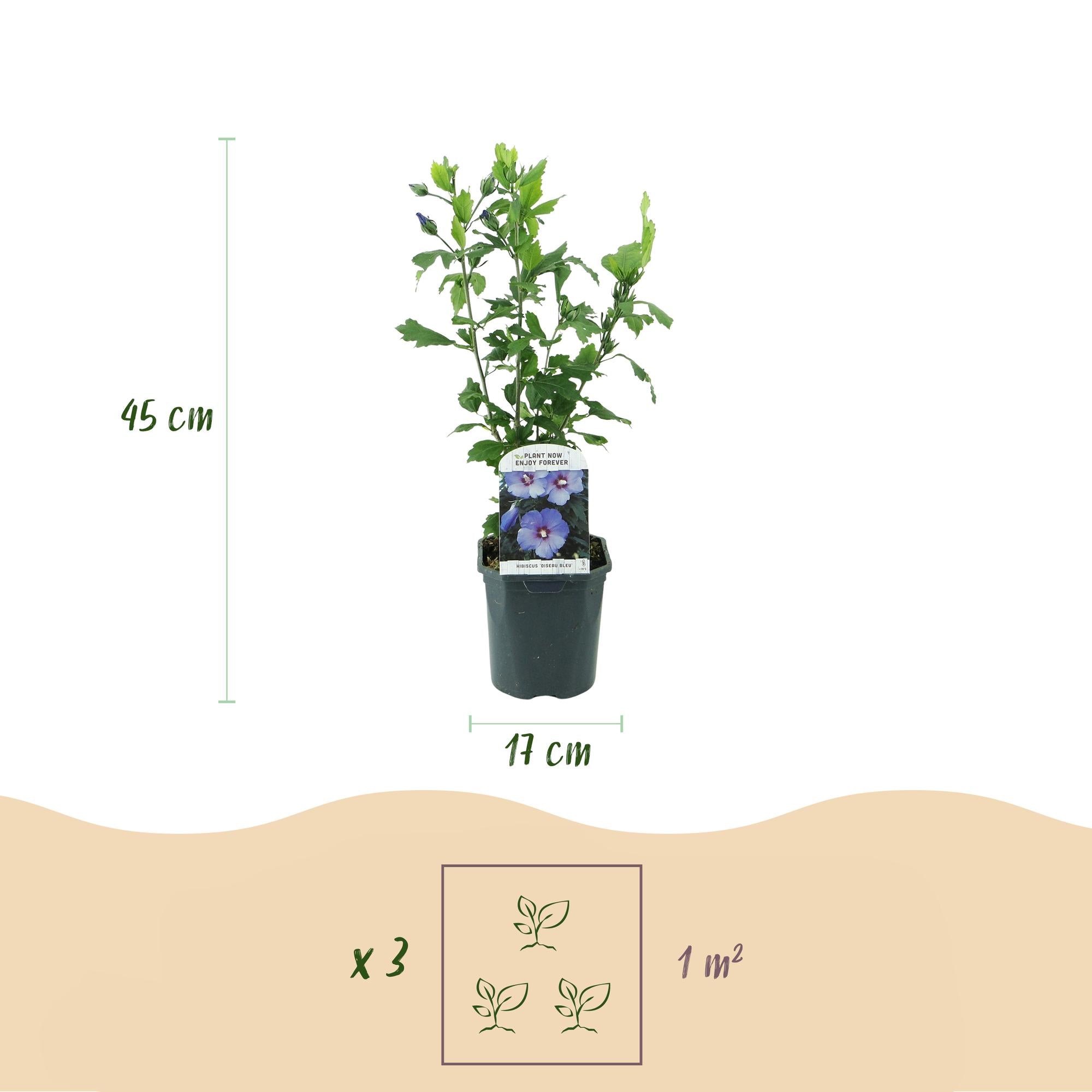 Hibiscus syriacus Oiseau Blue - Blüte Blau - 1 Pflanze - Laubabwerfend - Wenig Pflege - Topf 17cm Höhe 45cm