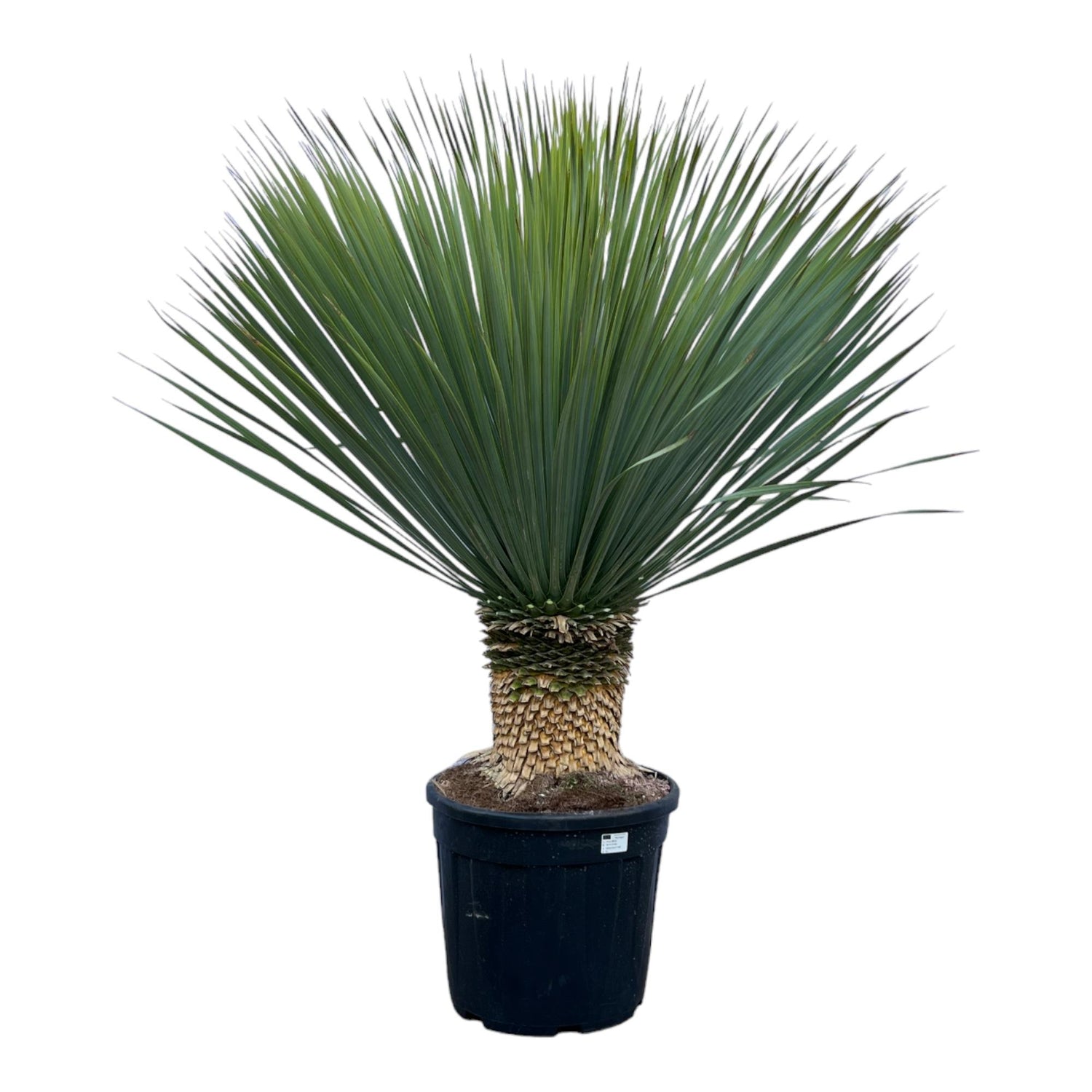 Yucca rostrata – Robuste Palmlilie für Garten &amp; Zuhause