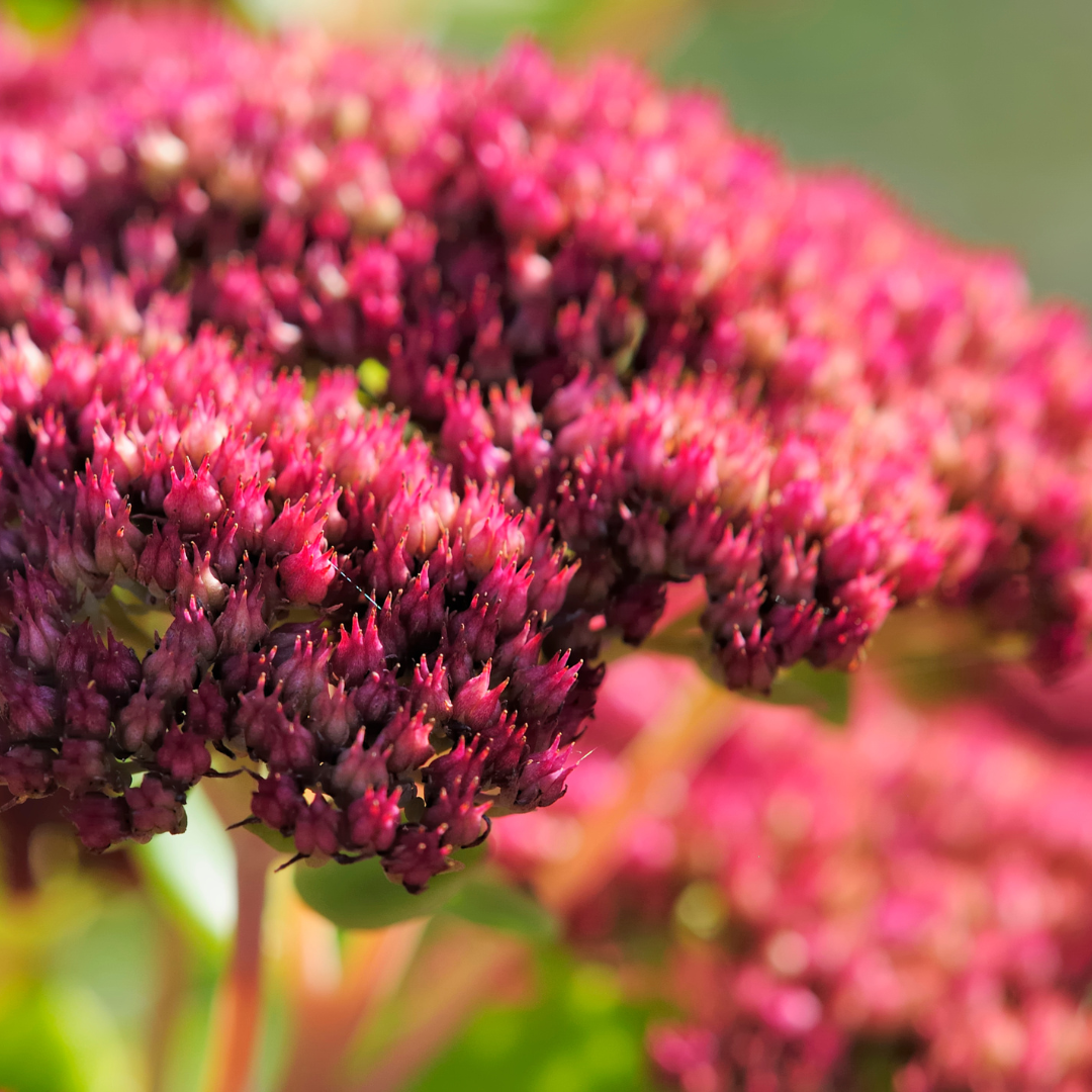 6x Sedum &
