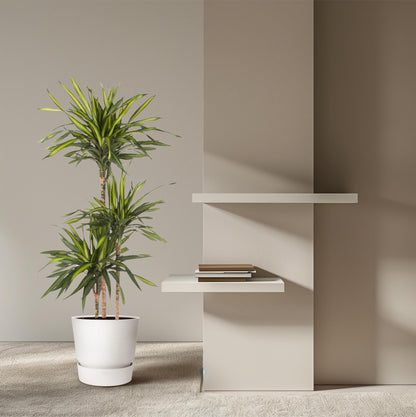 Dracaena Riki – Pflegeleicht &amp; luftreinigend