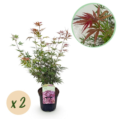 Japanischer Ahorn - Acer palmatum Jerre Swarts - Dunkelrot - 2 Pflanzen - Laubabwerfend - Topf 19cm Höhe 70cm