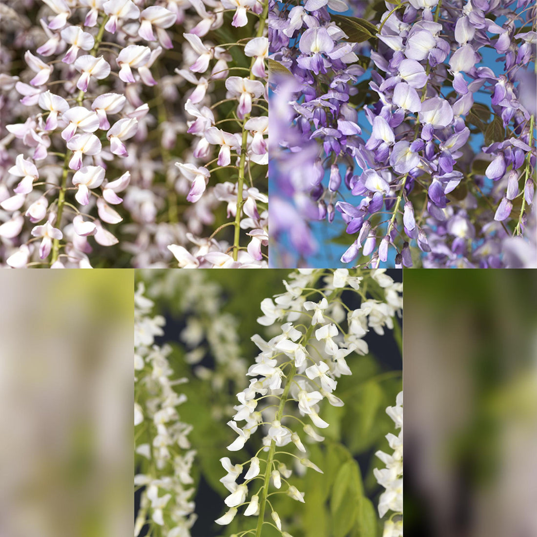 Blauregen Wisteria floribunda Tricolour | 3 Pflanzen Blau, Rosa &amp; Weiß – Kletterpflanze