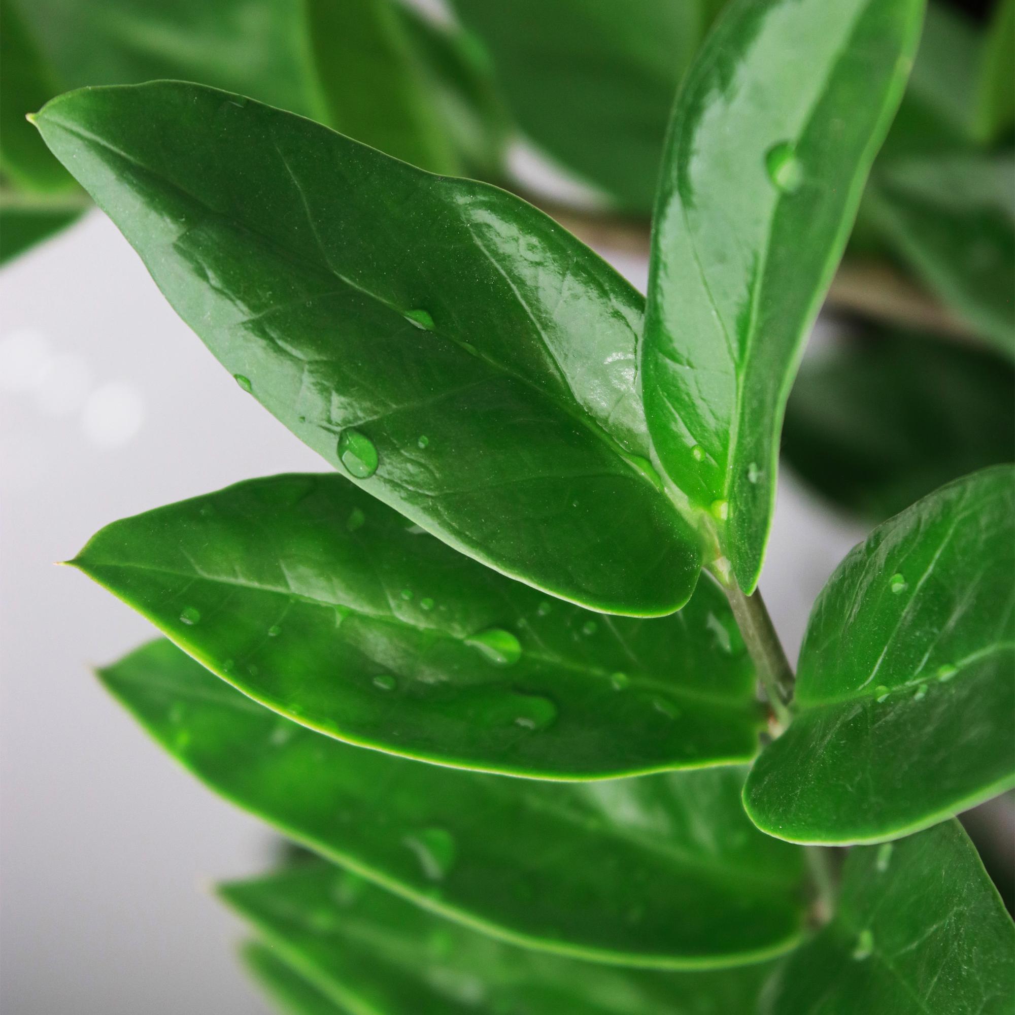 Zamioculcas mit Korb in verschiedenen Größen