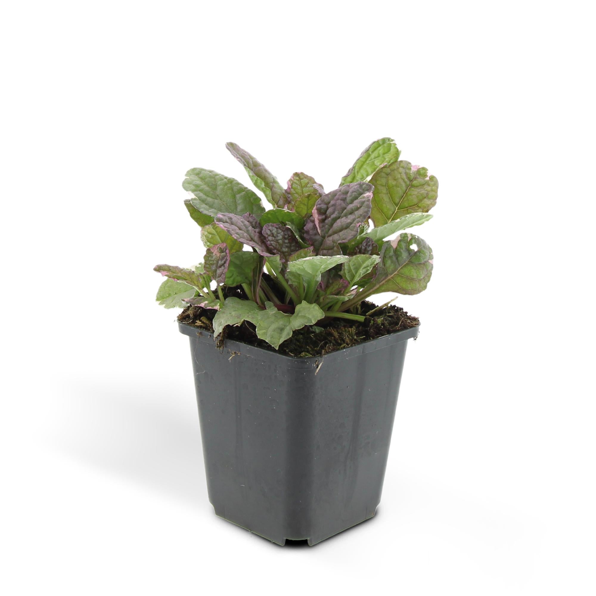24x Ajuga reptans ‘Burgundy Glow’ – Kriechender Günsel mit buntem Laub – Höhe 10–25 cm – Ø 9 cm