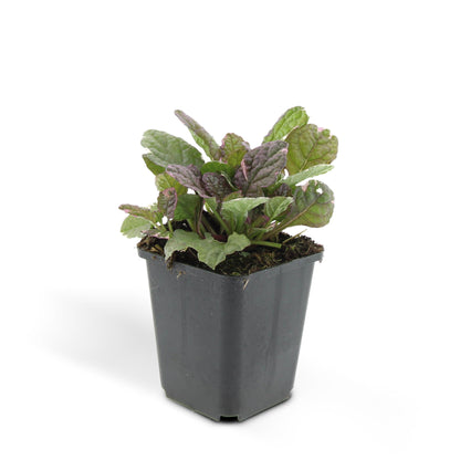24x Ajuga reptans ‘Burgundy Glow’ – Kriechender Günsel mit buntem Laub – Höhe 10–25 cm – Ø 9 cm