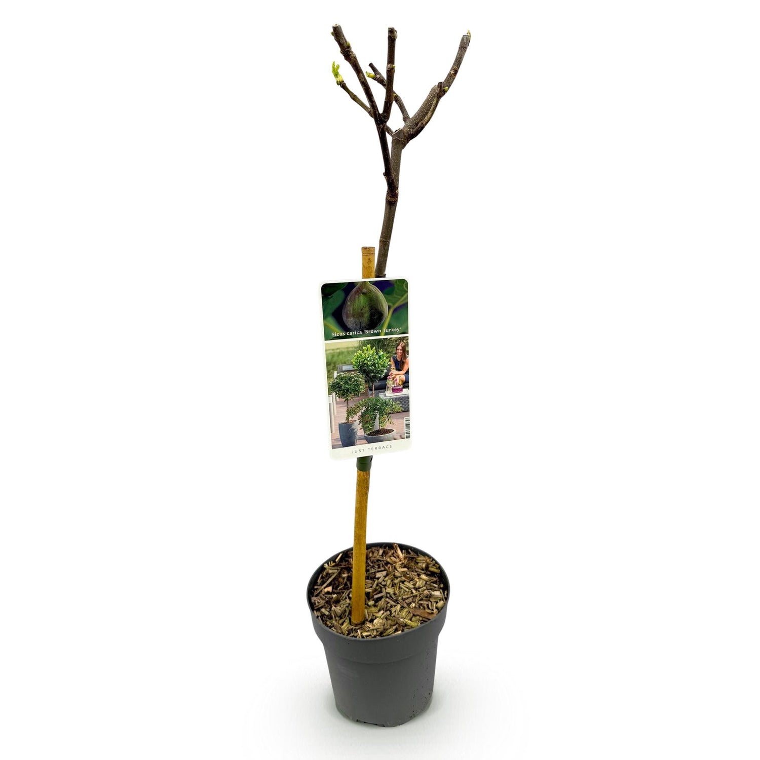 Feigenbaum Ficus carica Brown Turkey - Höhe 90cm