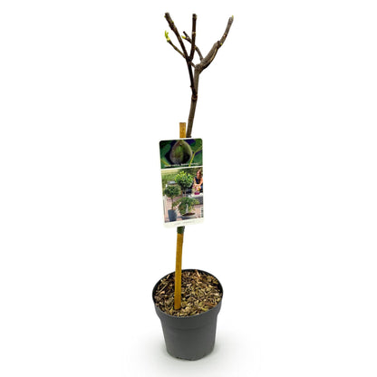 Feigenbaum Ficus carica Brown Turkey - Höhe 90cm