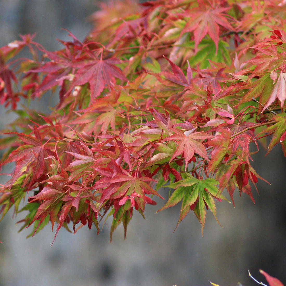Japanischer Ahorn - Acer palmatum Beni Maiko - Rot - 1 Pflanze - Laubabwerfend - Topf 19cm Höhe 70cm