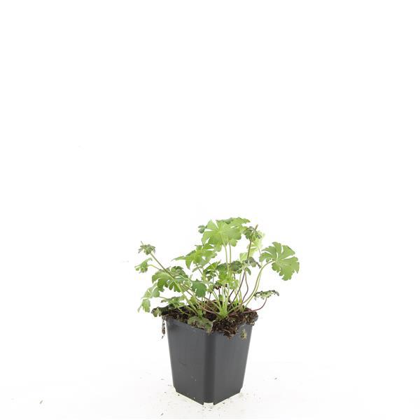 24x Geranium sanguineum ‘Album’ – Weißblühender Storchschnabel – Höhe 10–25 cm – Ø 9 cm Topf