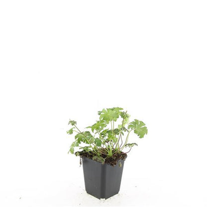 24x Geranium sanguineum ‘Album’ – Weißblühender Storchschnabel – Höhe 10–25 cm – Ø 9 cm Topf