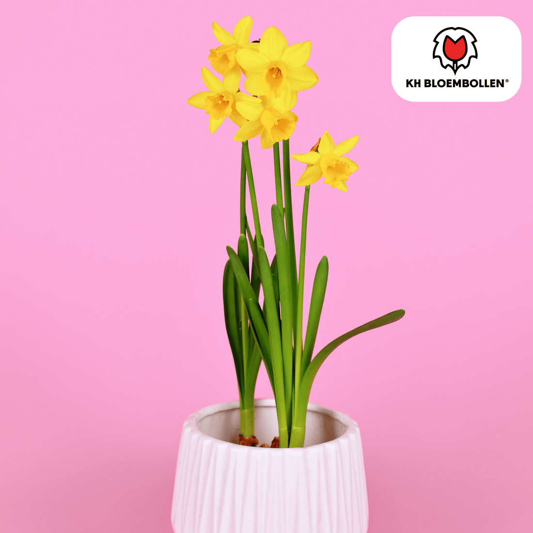 Narzissen Head to Head – 25 Stück | Früh &amp; bienenfreundlich