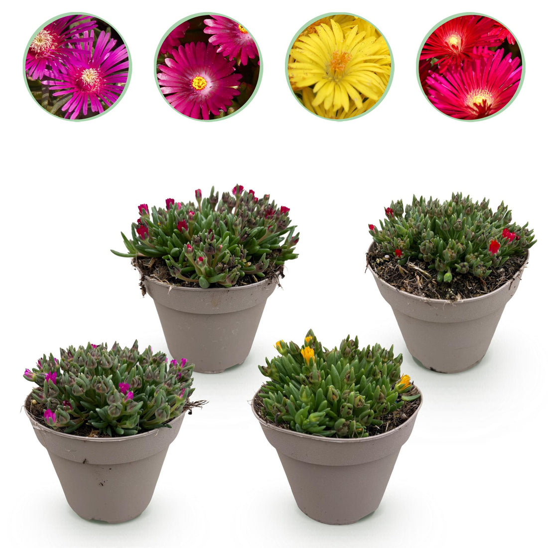 Bodendecker Delosperma | 4 winterharte Pflanzen – Rot, Gelb, Lila &amp; Rosa – Pflegeleicht