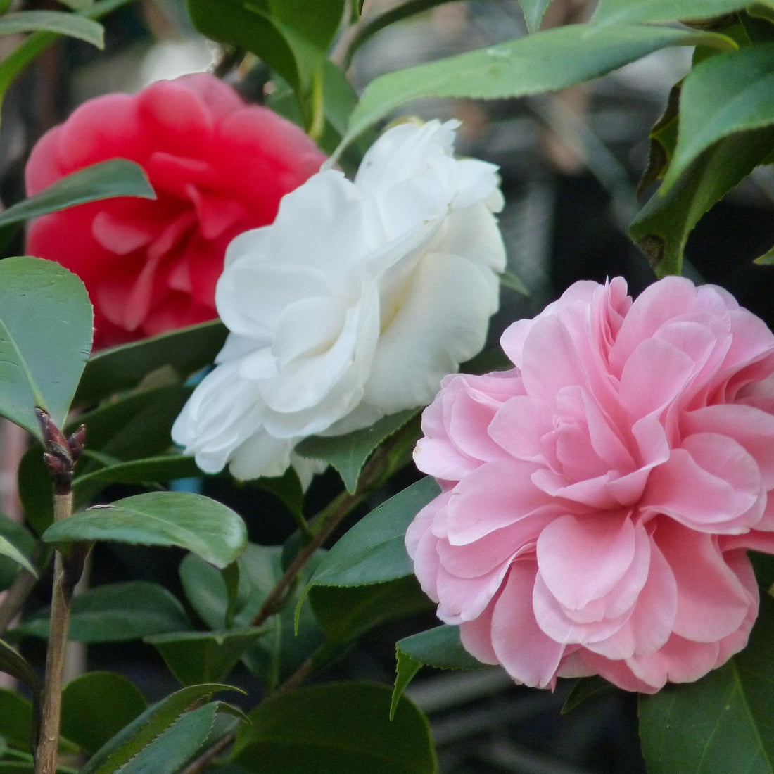 Camelia japonica Tricolour - Blüte Rosa, Weiß und Rot - 1 Pflanze - Immergrün - Topf 15cm Höhe 30cm