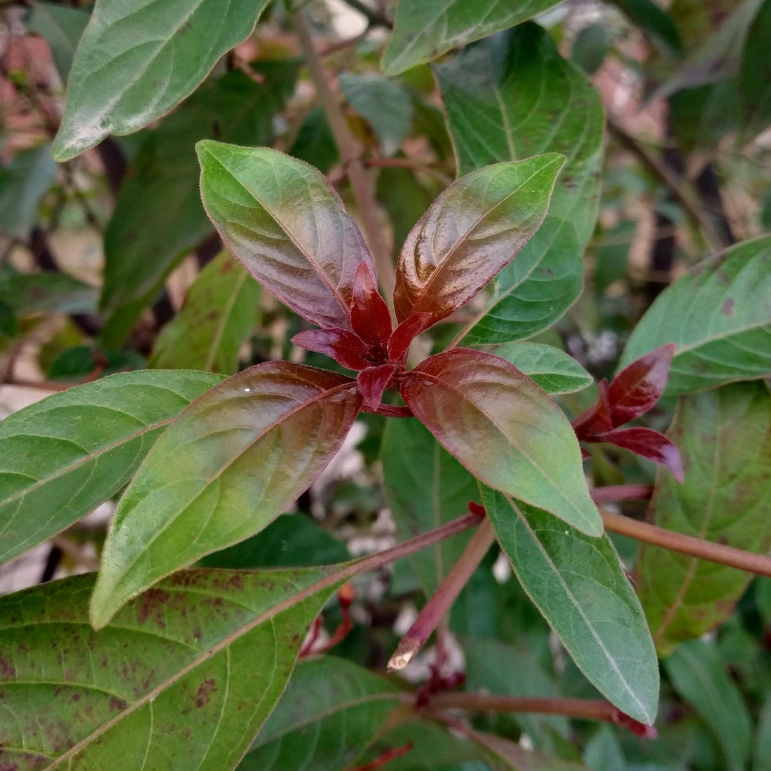 Cornus alba Kesselringii - Violette Zweige - 1 Pflanze - Laubabwerfend - Wenig Pflege - Topf 17cm Höhe 45cm