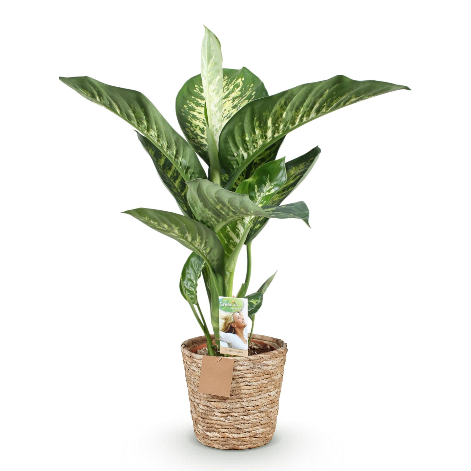 Diefenbachia Tropic Snow - Dieffenbachia mit Korb - Höhe 90-100cm