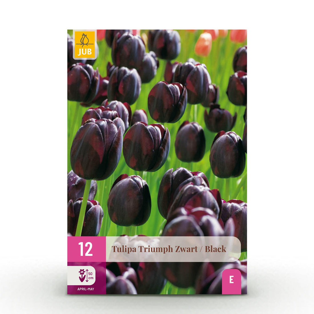 Blumenzwiebeln Tulpe Triumph Black | 15 Stück Dunkel-Lila – Zwiebelgröße 11/12 – XXL Pack