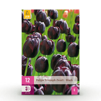 Blumenzwiebeln Tulpe Triumph Black | 15 Stück Dunkel-Lila – Zwiebelgröße 11/12 – XXL Pack