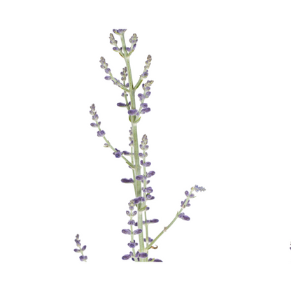 Blauraute – Perovskia atriplicifolia – Intensives Blau – Bienenfreundlich &amp; Pflegeleicht – Ø19 cm – Höhe 50–60 cm