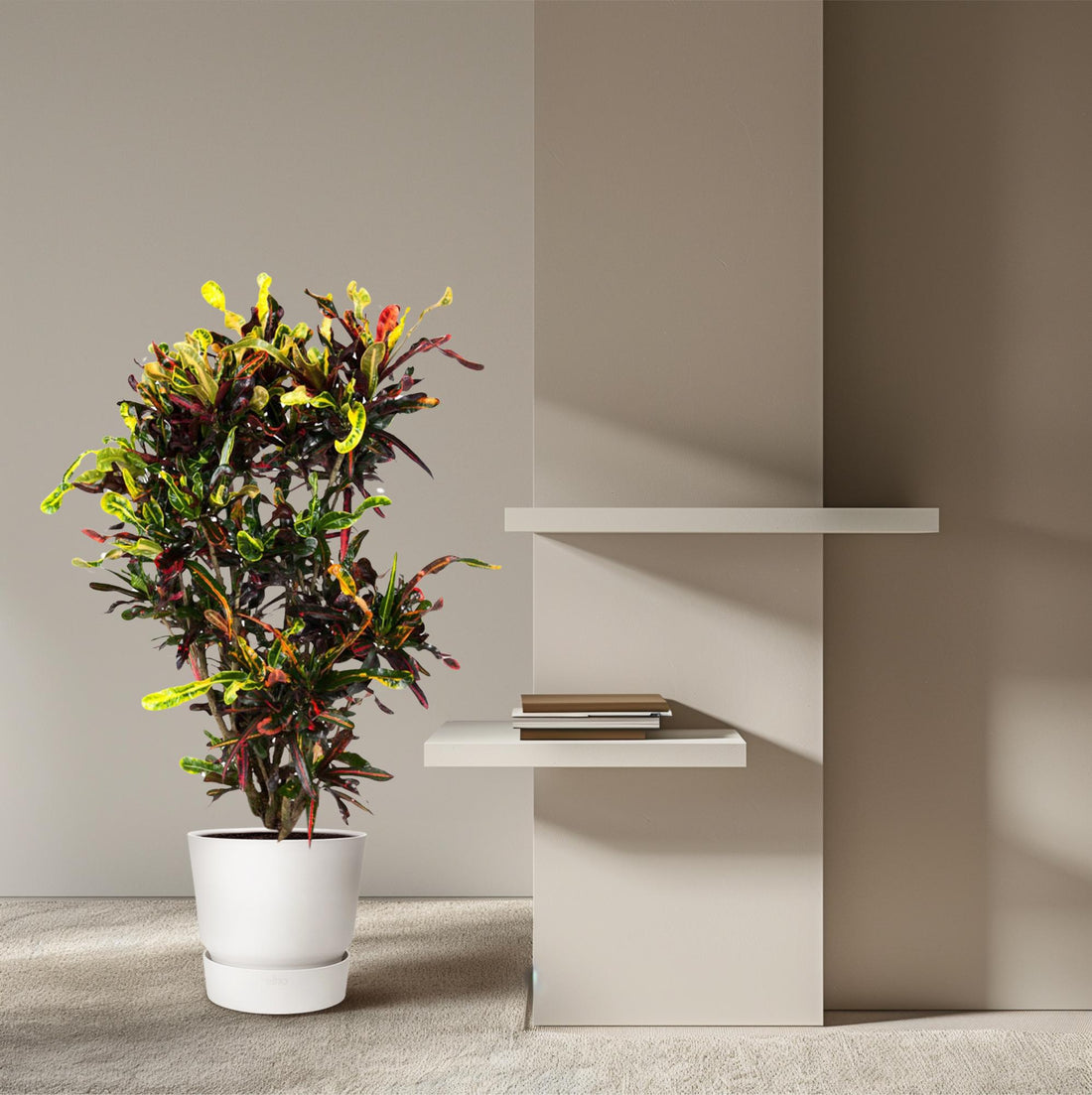 &quot;Wunderstrauch&quot; Codiaeum