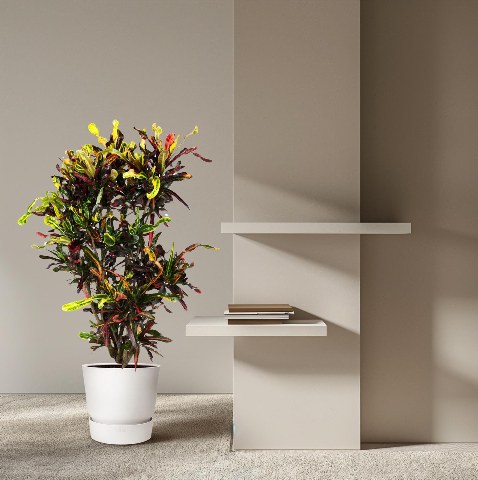 &quot;Wunderstrauch&quot; Codiaeum