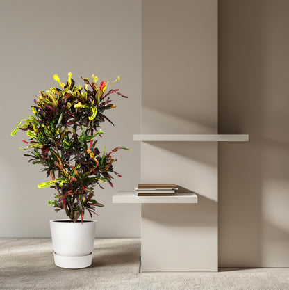 &quot;Wunderstrauch&quot; Codiaeum