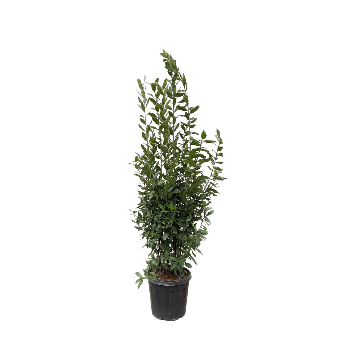 Laurus Nobilis Lorbeer - 210 cm - ø50