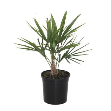 Trachycarpus fortunei – Winterharte Hanfpalme – Verschiedene Größen – Immergrün &amp; Robust