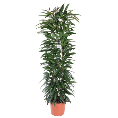 Ficus Alii King – Elegante Bananenpflanze für Innenräume