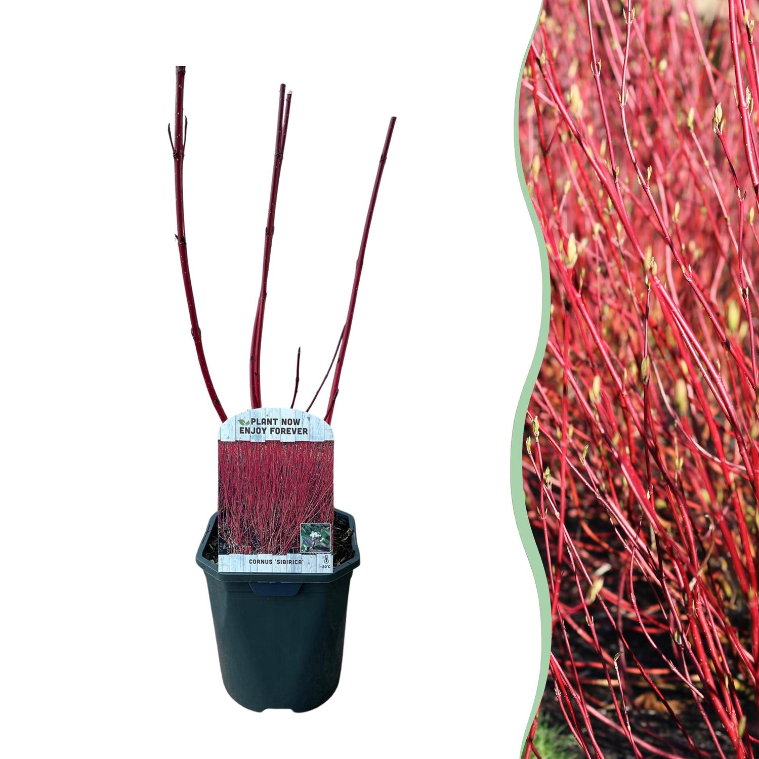 Cornus sibirica - Rote Zweige - 1 Pflanze - Laubabwerfend - Wenig Pflege - Topf 17cm Höhe 45cm