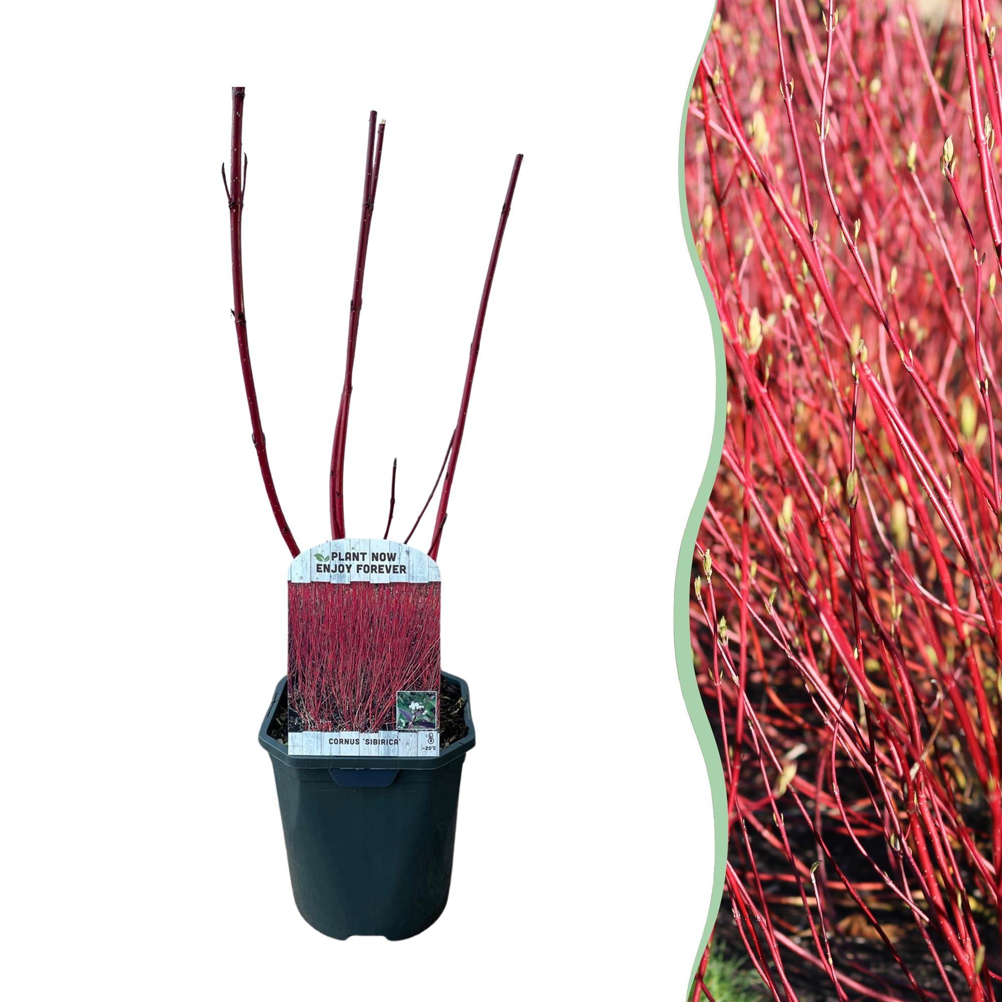 Cornus sibirica - Rote Zweige - 1 Pflanze - Laubabwerfend - Wenig Pflege - Topf 17cm Höhe 45cm