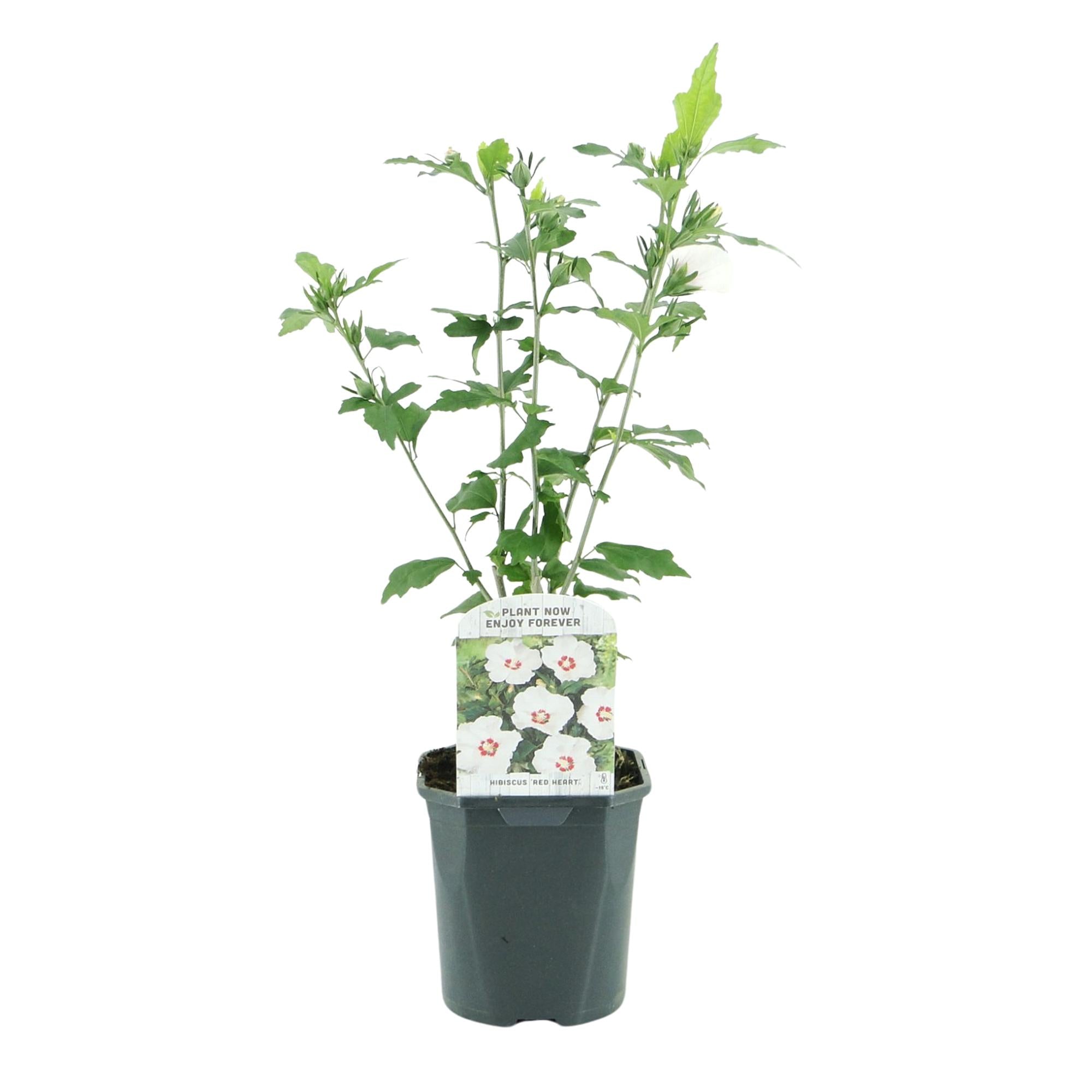 Hibiscus syriacus Red Heart - Blüte Weiß Mit Rotem Herzen - 1 Pflanze - Laubabwerfend - Wenig Pflege - Topf 17cm Höhe 45cm