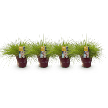 Ziergräser - Festuca glauca Golden Toupee - Gelb - 4 Pflanzen - Immergrün - Wenig Pflege - Topf 17cm Höhe 50cm