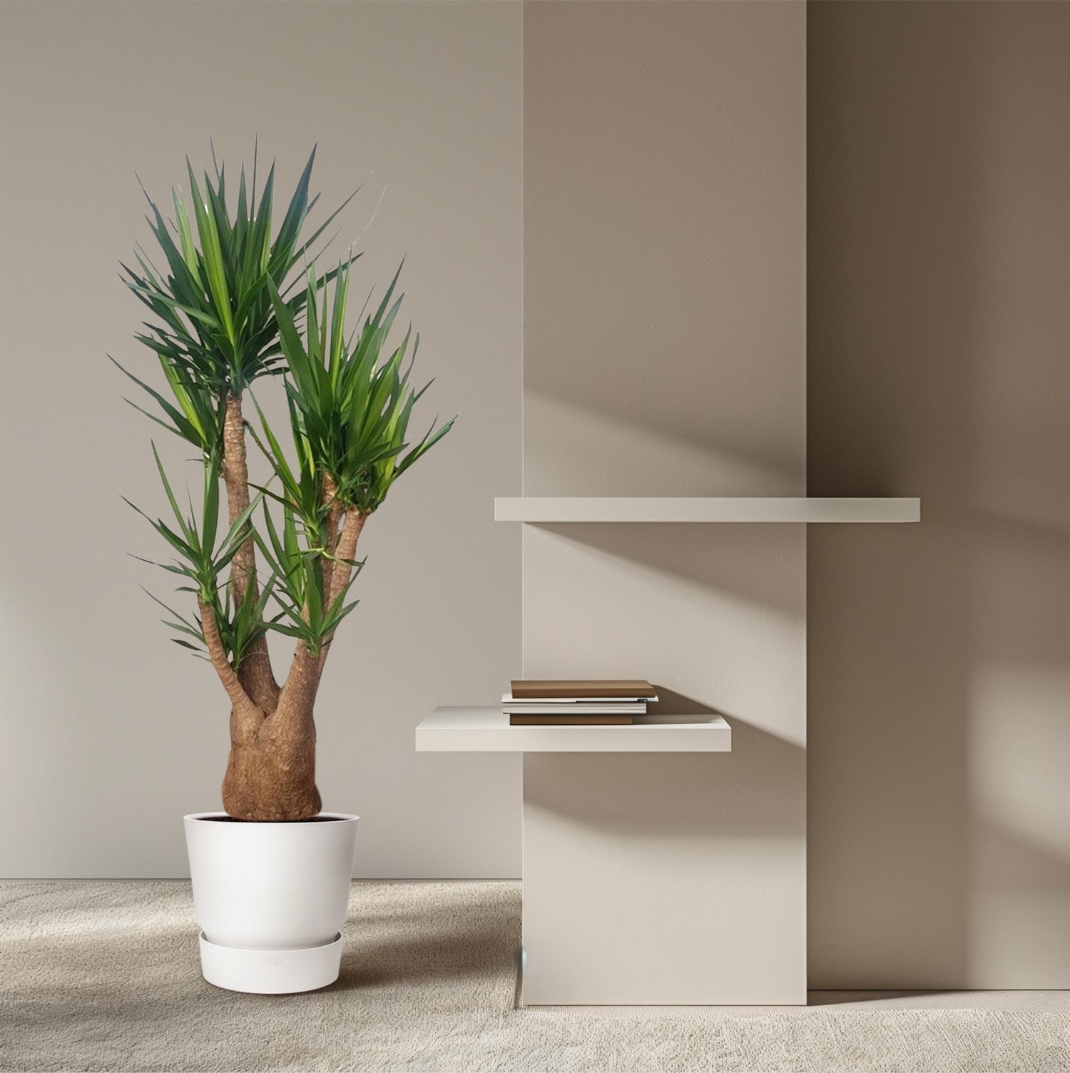 Yucca Elephantipes – Spineless Yucca für Zuhause &amp; Garten