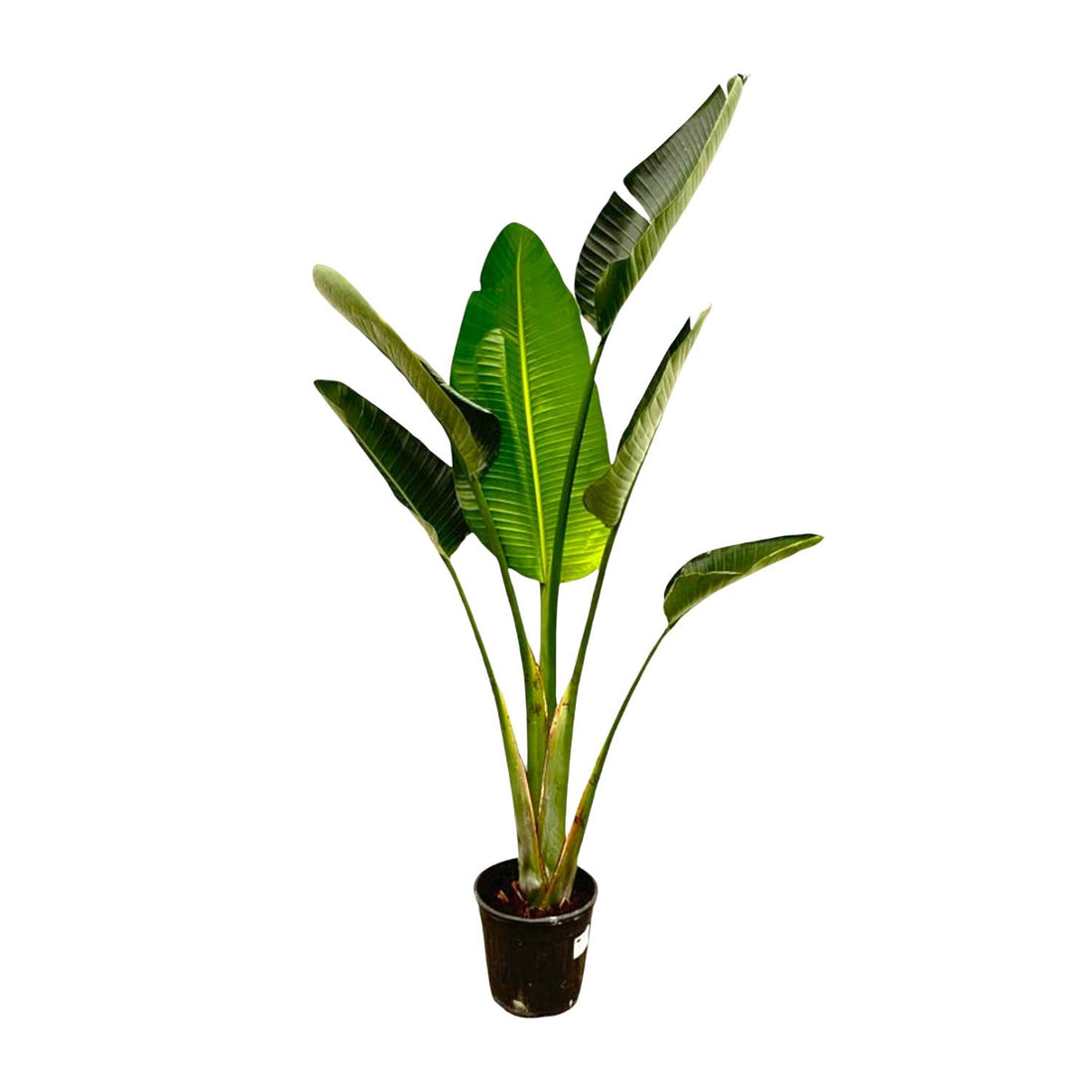 Strelitzia Augusta XL-XXXL – Exotischer Weißer Paradiesvogel