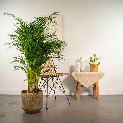 Areca-Palme 130cm mit Korb oder Topf – Goldfruchtpalme für gesunde Raumluft