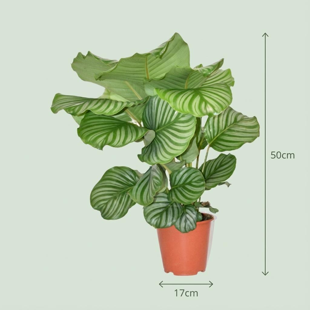 Calathea Orbifolia - Ø 19 cm - Höhe: 60cm