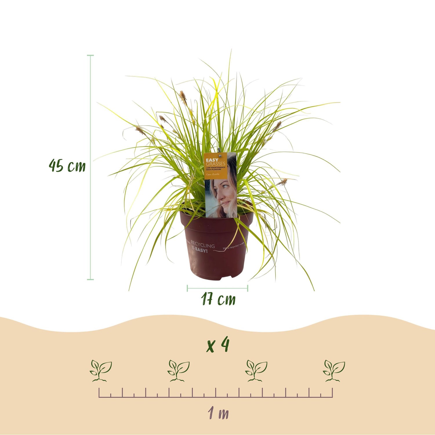 Carex &