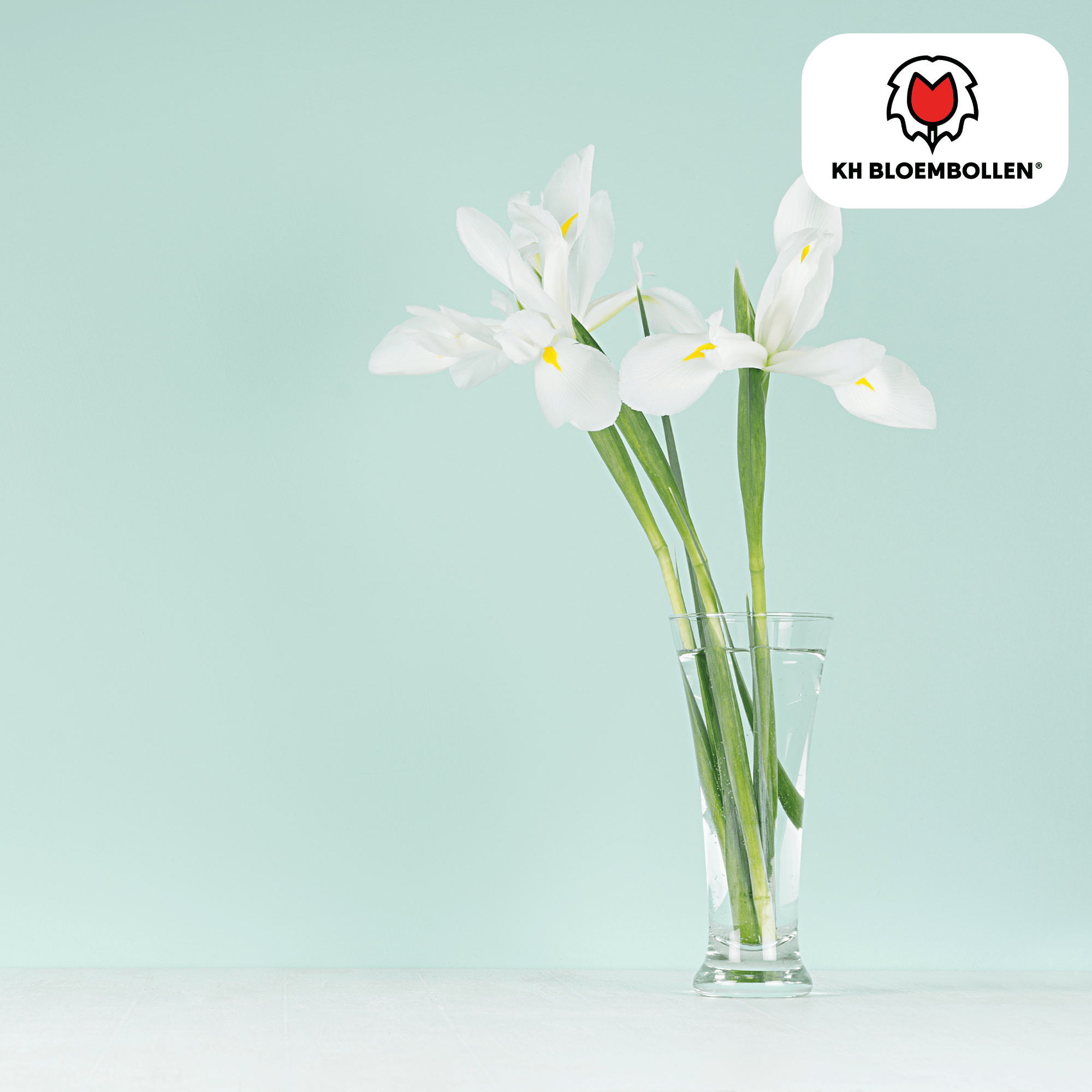 Iris Alaska – 25 Stück | Weiße Schwertlilie für Beet &amp; Kübel