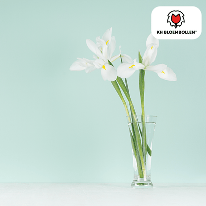 Iris Alaska – 25 Stück | Weiße Schwertlilie für Beet &amp; Kübel