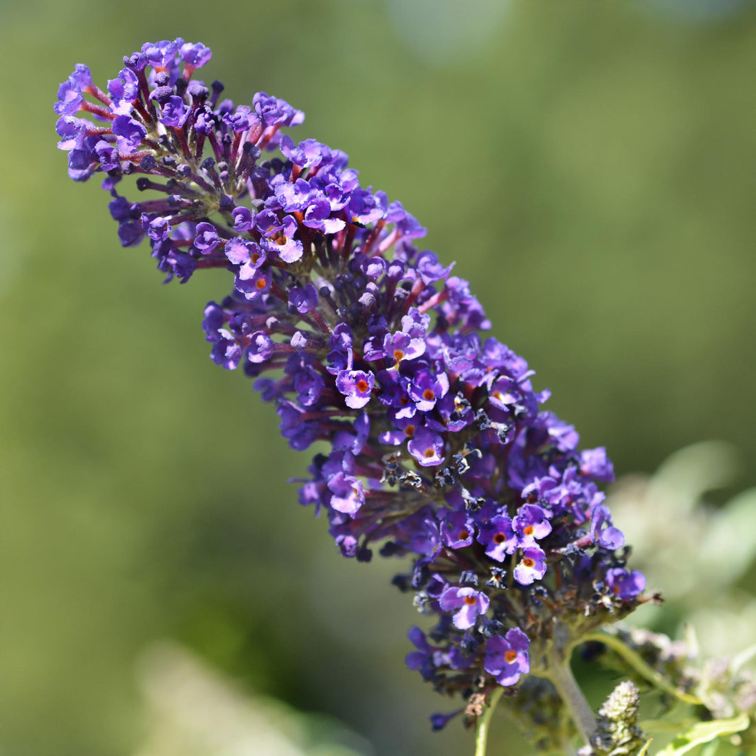Schmetterlingsstrauch - Buddleja davidii Purple Emperor - Blüte Lila - 1 Pflanze - Laubabwerfend - Schmetterlingsanziehend - Topf 17cm Höhe 25cm