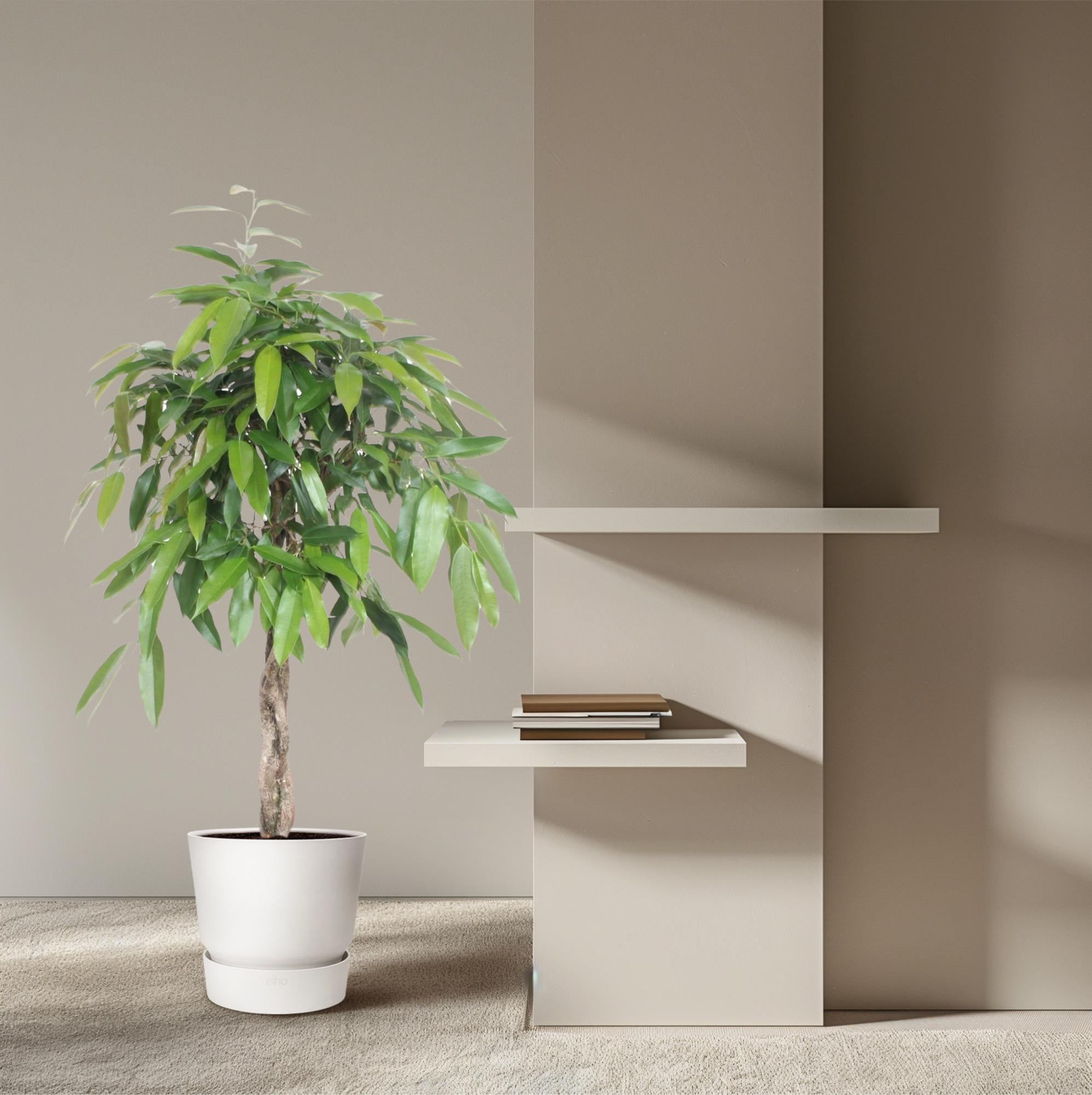 Ficus Amstel King geflochtenen Stamm - 140 cm - ø30