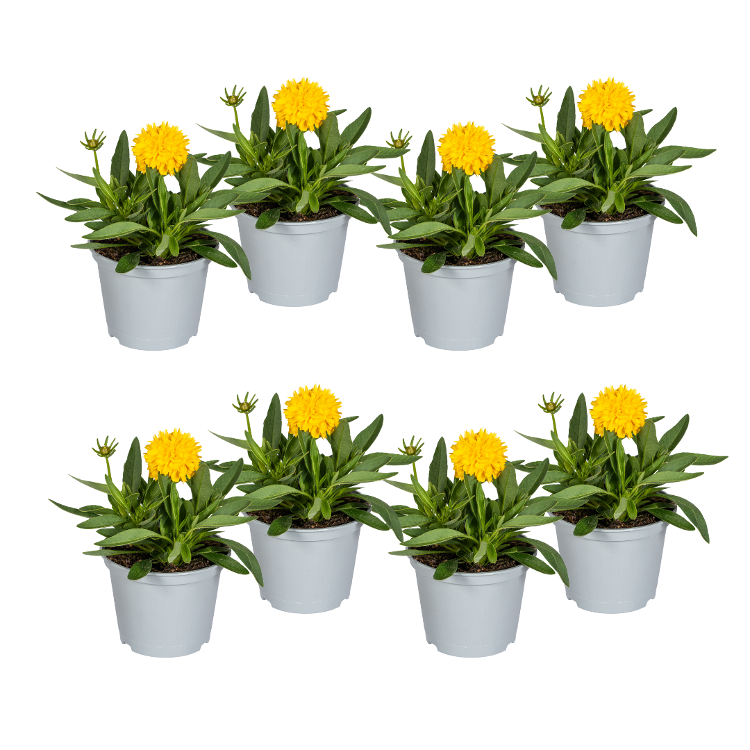 8x Großblumiges Mädchenauge  Ø13cm - ↕25 - 35cm